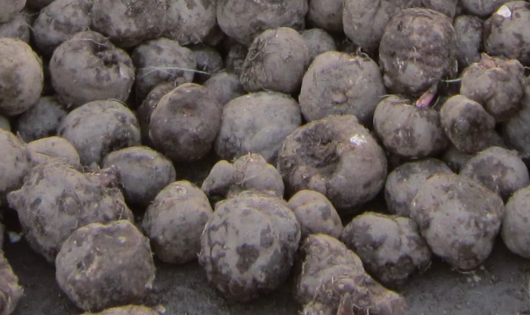 수확한 곤약 구근
